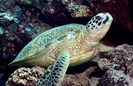 Sipadan_2015_Tortue Franche_Chelonia mydas_IMG_2972_rc